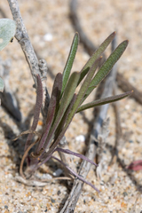 Erysimum suffrutescens