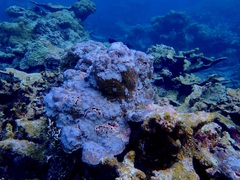 Montipora flabellata