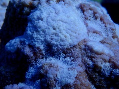 Montipora flabellata