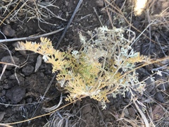 Lomatium nevadense