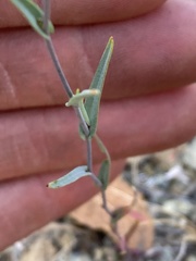 Streptanthus glandulosus niger