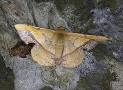 Fascellina plagiata