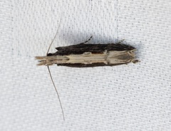 Hypatima spathota