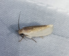 Athrypsiastis salva