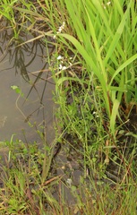 Cardamine penduliflora