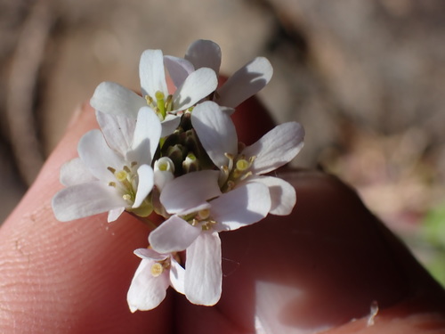 Image of Arabis eschscholtziana by no rights reserved