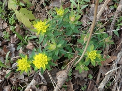 Euphorbia epithymoides