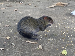 Dasyprocta punctata