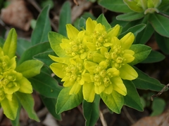 Euphorbia epithymoides