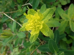 Euphorbia epithymoides