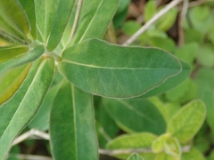 Euphorbia epithymoides