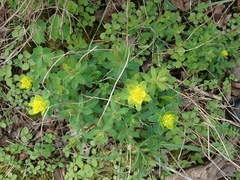 Euphorbia epithymoides