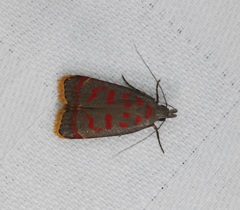 Dichomeris sandycitis