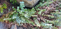 Pellaea bridgesii