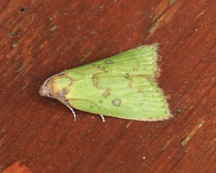 Doloessa viridis