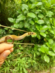 Hebius vibakari