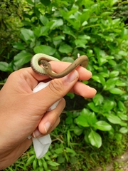 Hebius vibakari