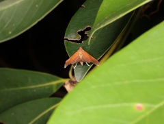 Hemiscopis sanguinea