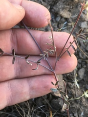 Astragalus obscurus