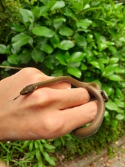 Hebius vibakari