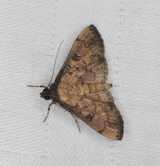 Nacoleia charesalis