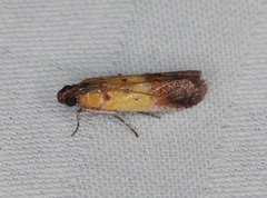 Piesmopoda semilutea