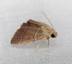 Stemmatophora flavicaput