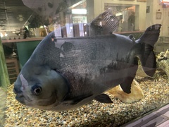 Piaractus brachypomus