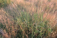 Bothriochloa longipaniculata
