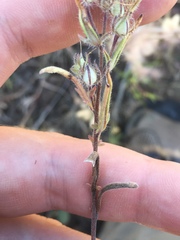 Phacelia linearis