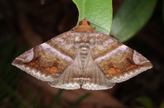 Buzara onelia