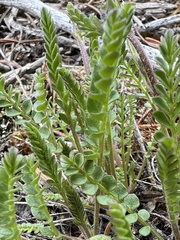 Polemonium pulcherrimum