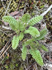 Polemonium pulcherrimum