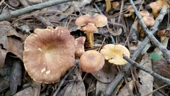 Cantharellus lewisii