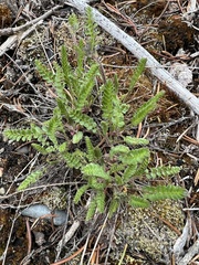 Polemonium pulcherrimum