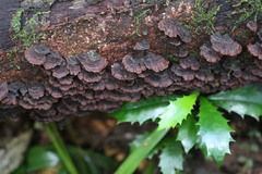 Hymenochaete setipora