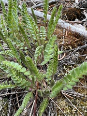 Polemonium pulcherrimum