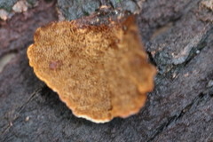 Hymenochaete setipora