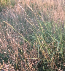 Bothriochloa longipaniculata
