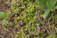 Clinopodium douglasii