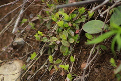 Clinopodium douglasii