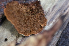 Hymenochaete setipora