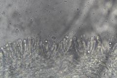 Leucopaxillus cerealis