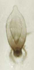 Leptacinus pusillus
