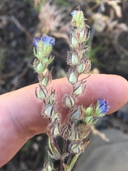 Phacelia linearis