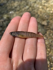 Etheostoma lepidum