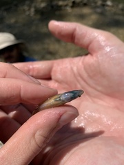 Etheostoma lepidum