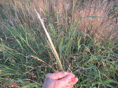 Bothriochloa longipaniculata