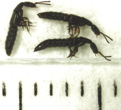 Leptacinus pusillus
