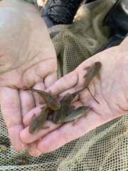 Hypostomus